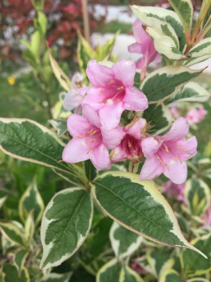 סולארס Hosteria La Moraleja